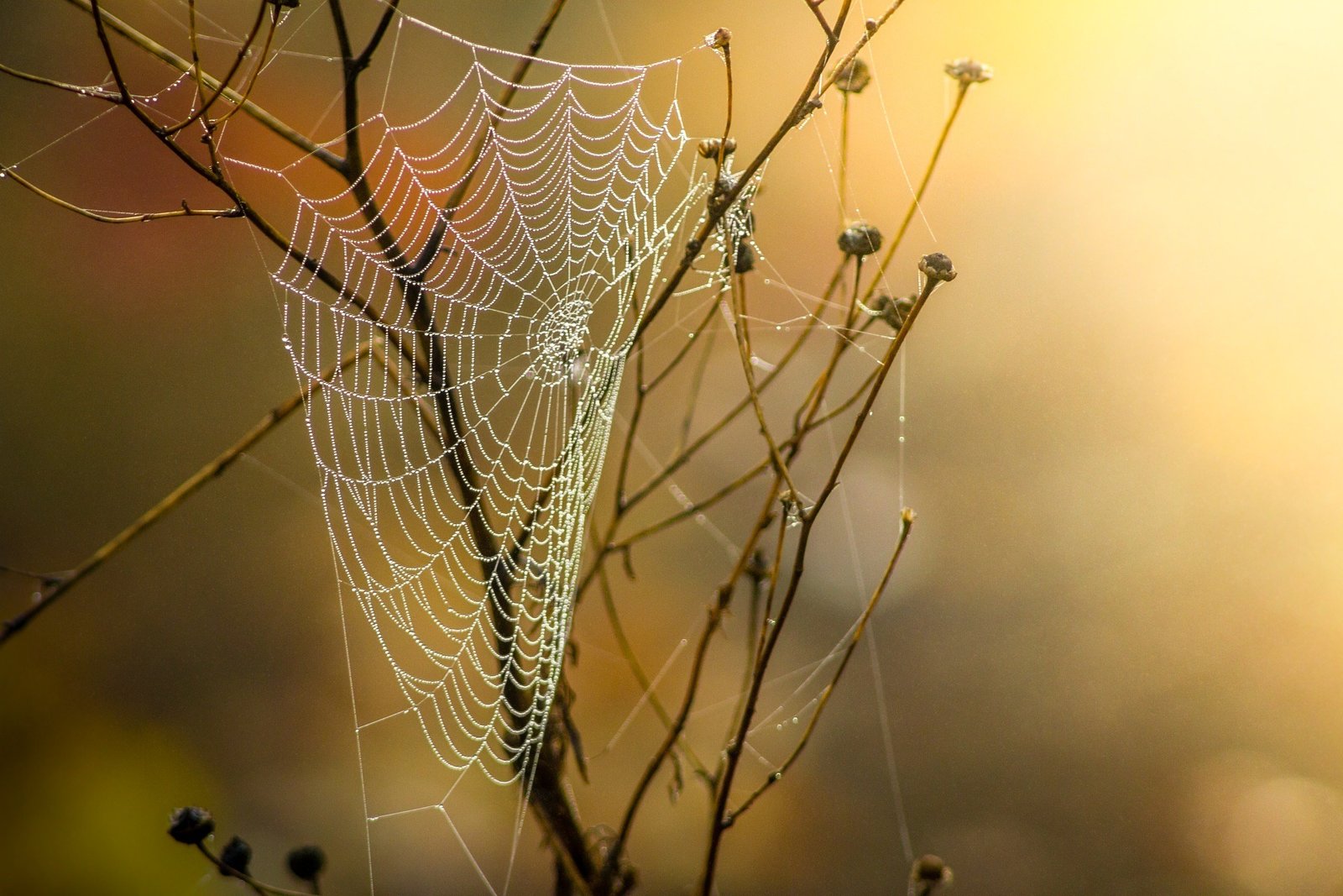 A spiderweb, delicately adorned with morning dew and bathed in warm sunlight, symbolizes the intricate nature of addiction and the potential for recovery and renewal.