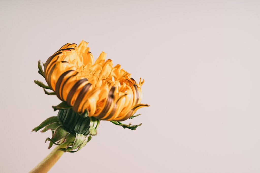 A close-up of a wilting dandelion, its yellow petals beginning to curl and brown, representing the underlying vulnerability and emotional fragility associated with the development of narcissism.