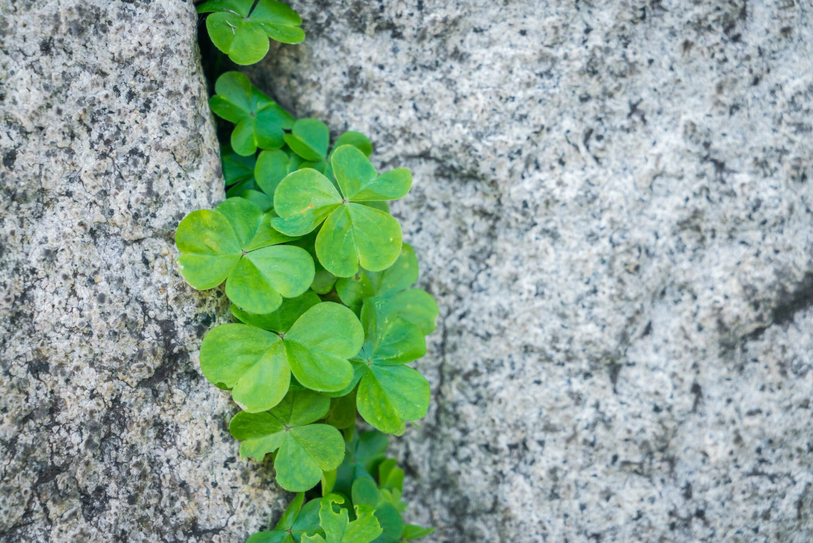 Therapeutic approaches to narcissism symbolized by clover leaves growing through a crack in stone, representing hope, growth, and new perspectives.
